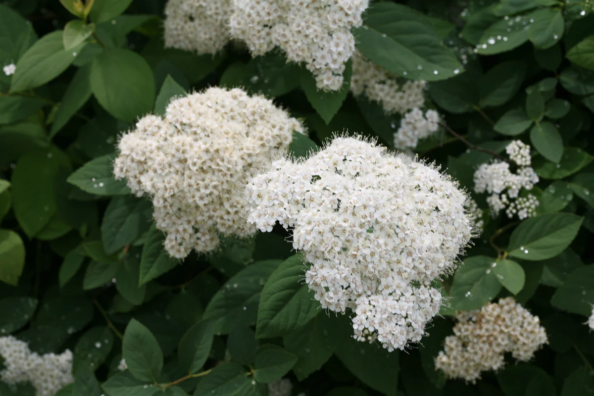 DOUBLE PLAY® BLUE KAZOO® Spirea | Proven Winners® - Image 4