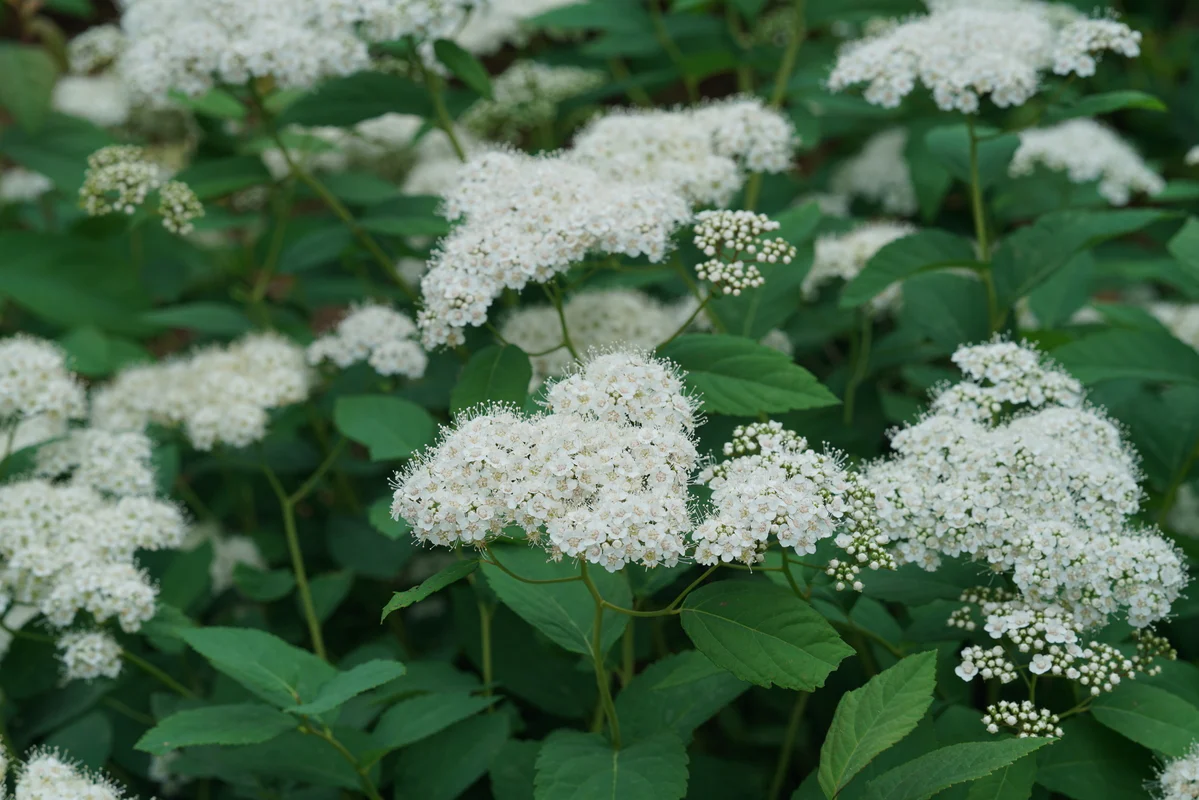 DOUBLE PLAY® BLUE KAZOO® Spirea | Proven Winners® - Image 5