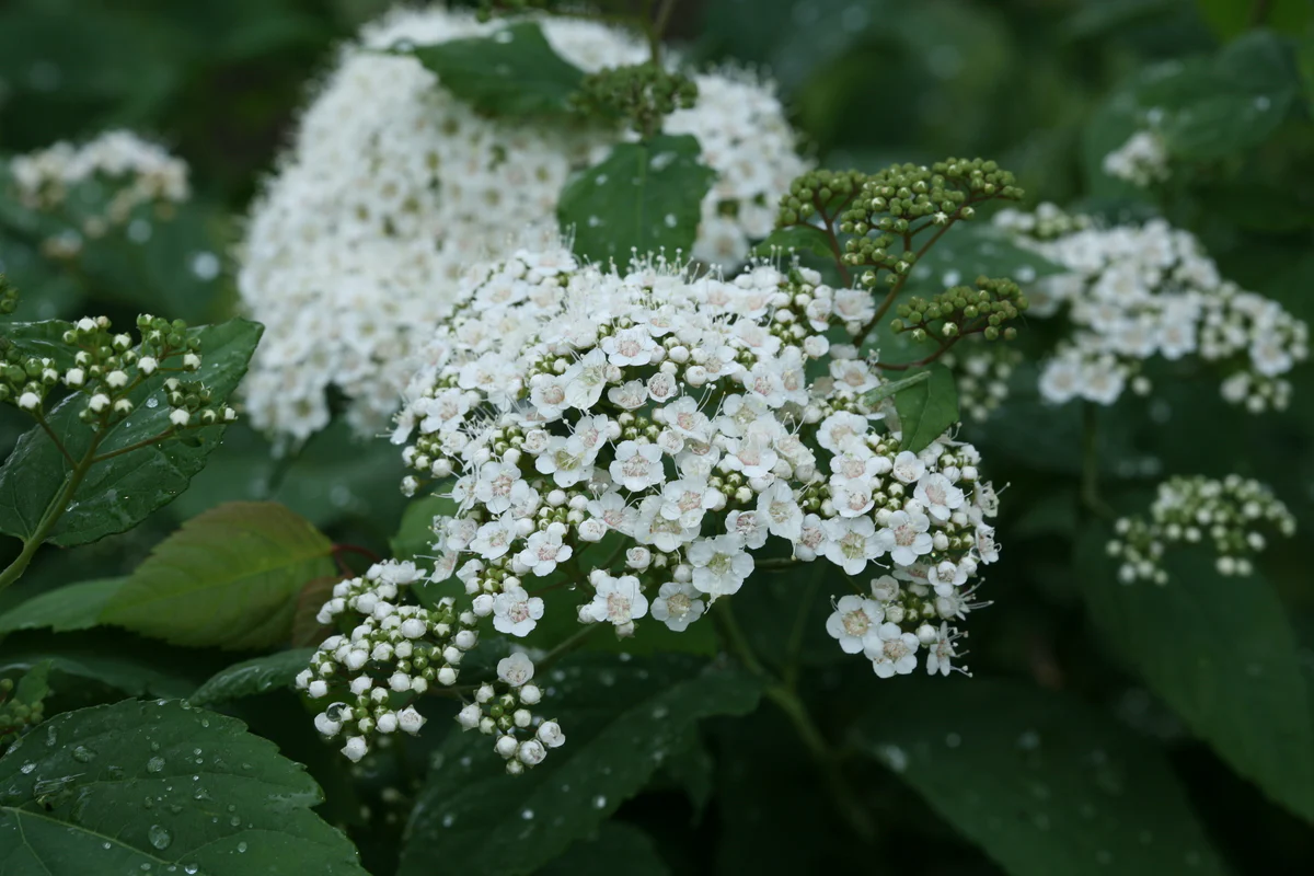 DOUBLE PLAY® BLUE KAZOO® Spirea | Proven Winners® - Image 6