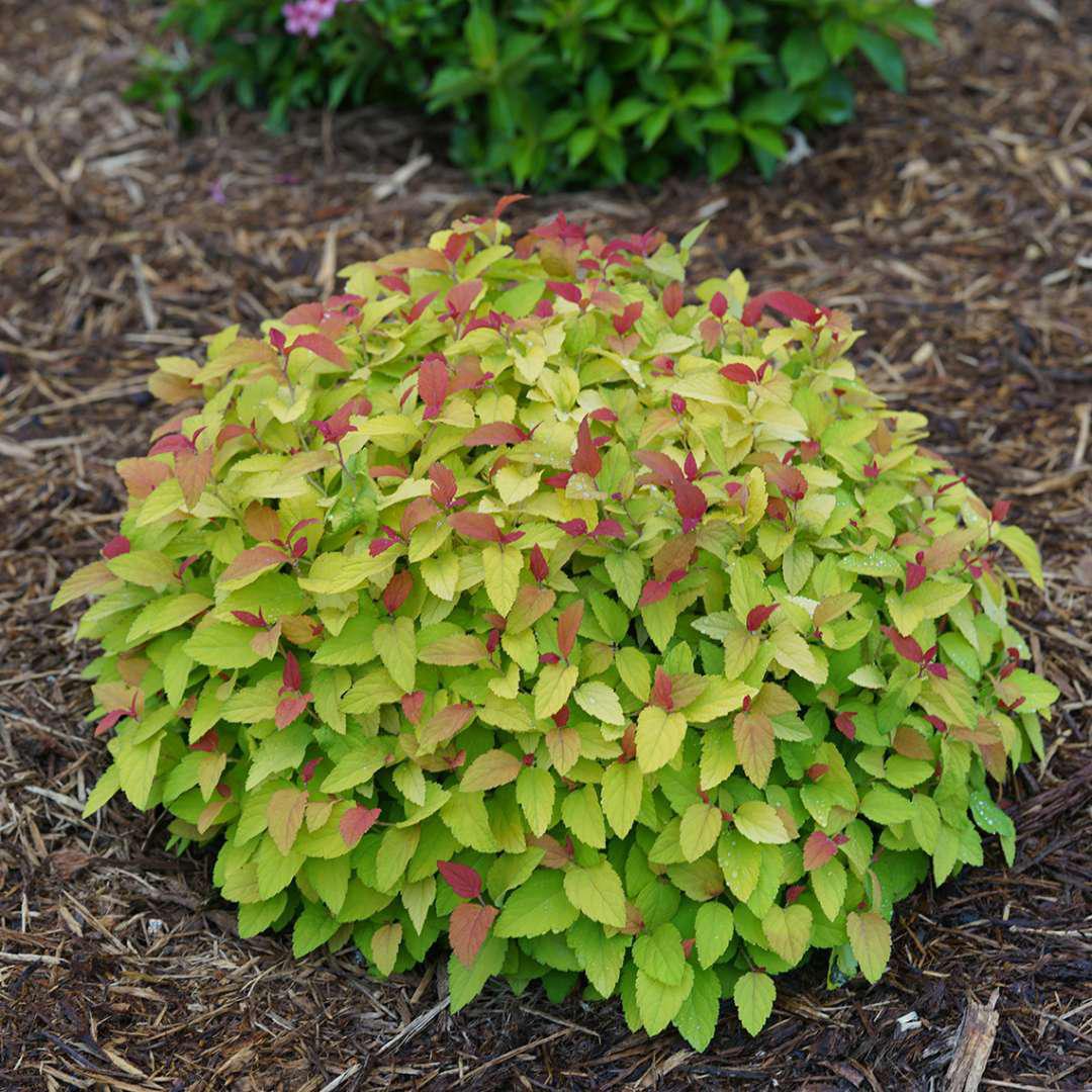 DOUBLE PLAY® CANDY CORN® Spiraea