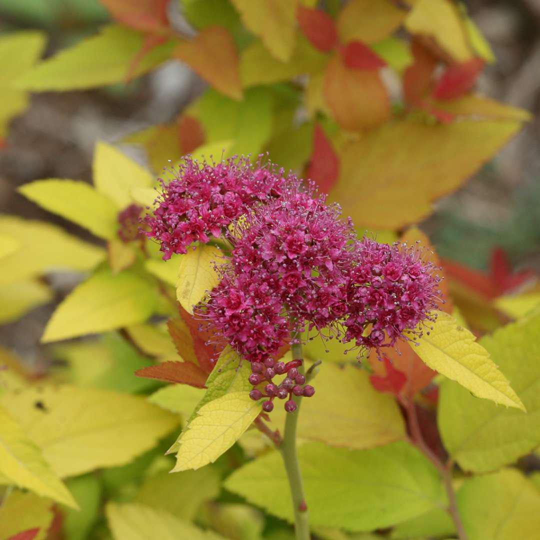 DOUBLE PLAY® CANDY CORN® Spiraea - Image 2