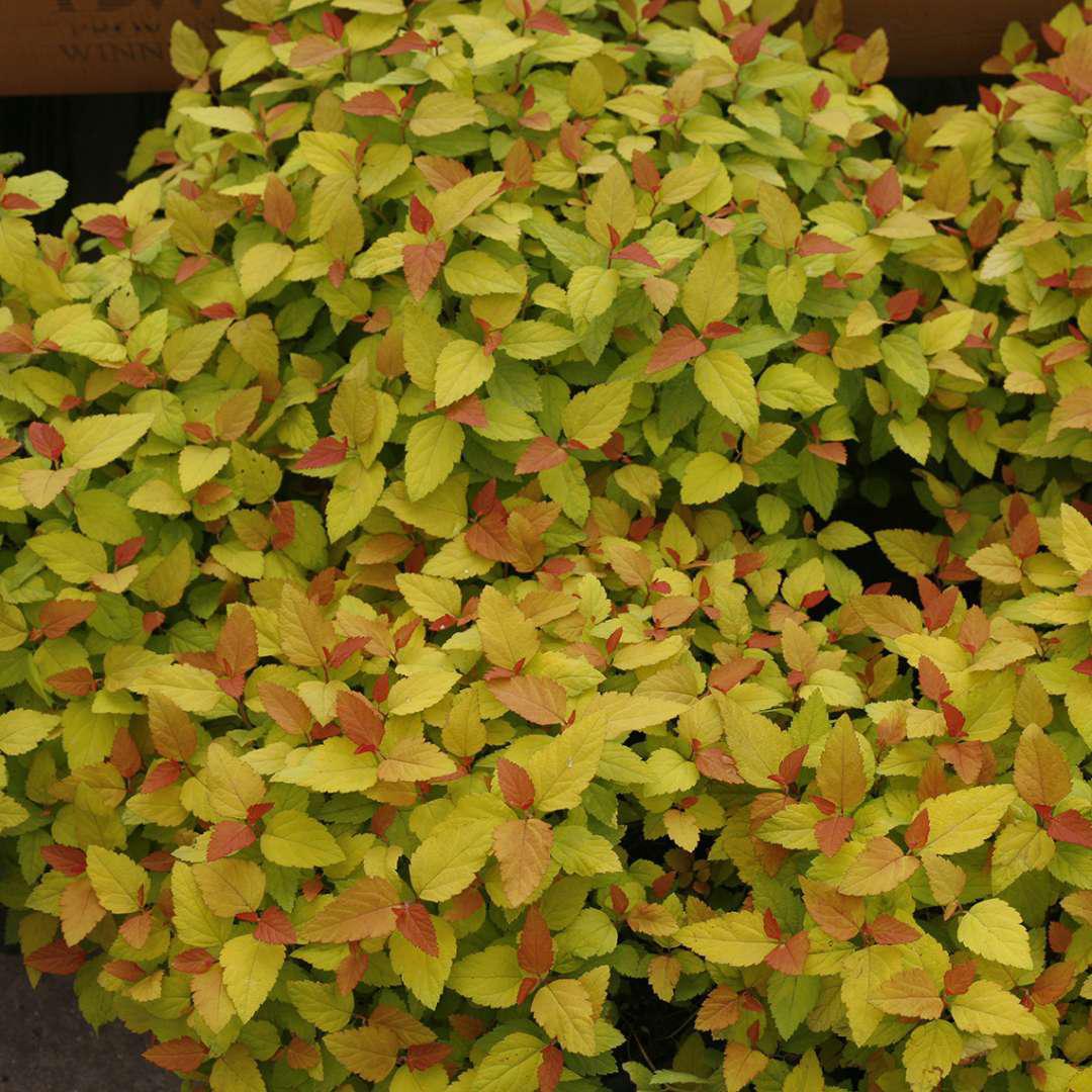 DOUBLE PLAY® CANDY CORN® Spiraea - Image 3