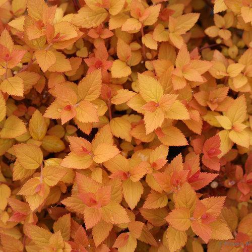 DOUBLE PLAY® CANDY CORN® Spiraea - Image 4