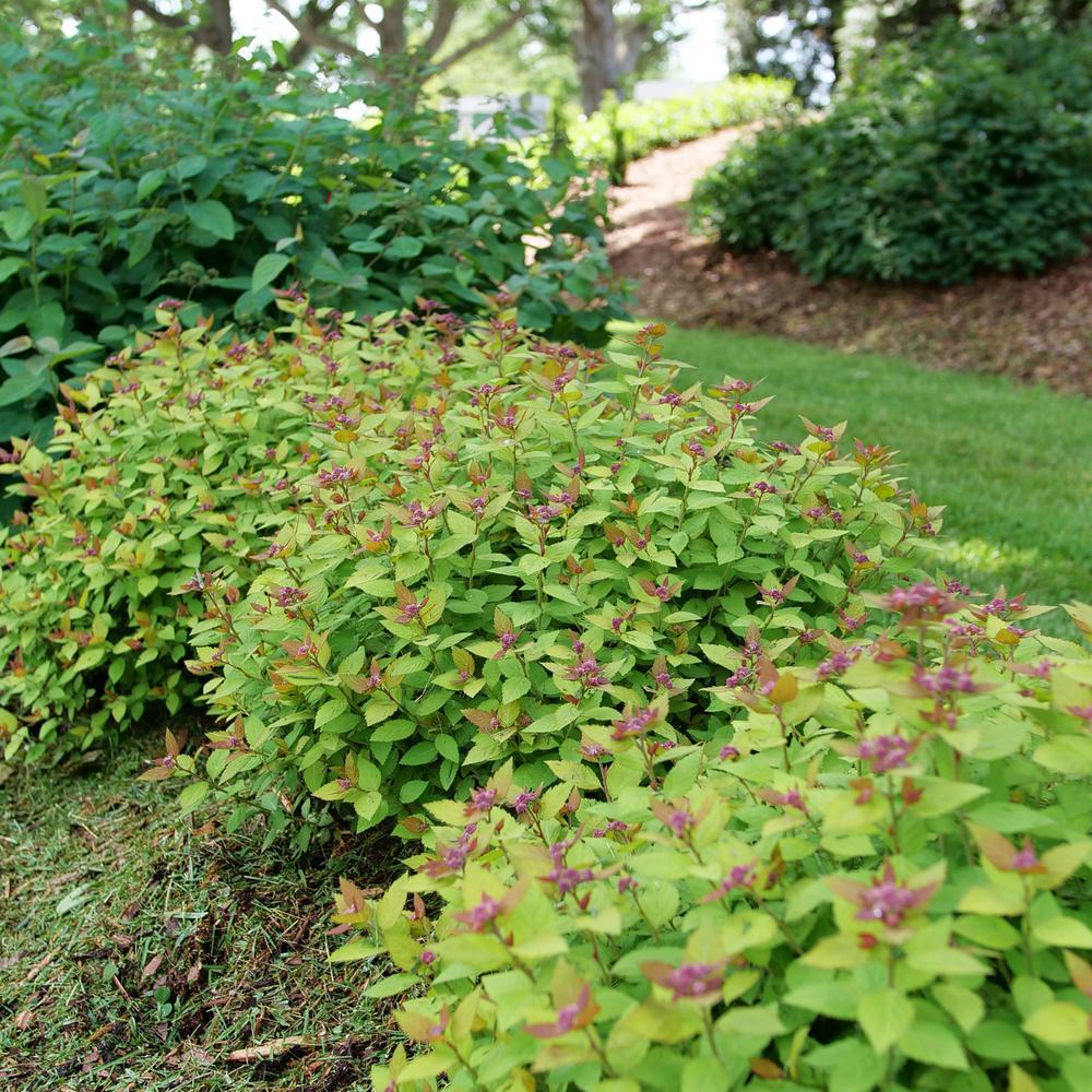 DOUBLE PLAY® DOLLY™ Spirea