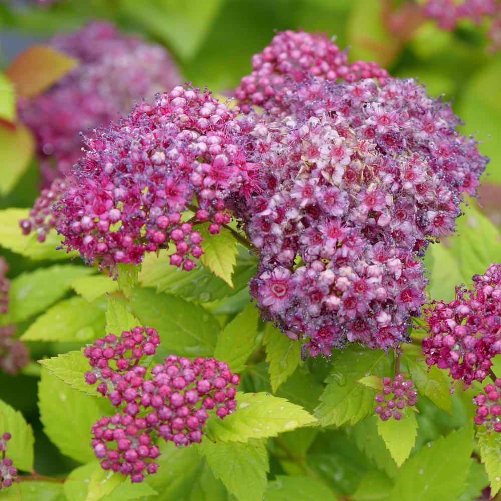 DOUBLE PLAY® DOLLY™ Spirea - Image 2