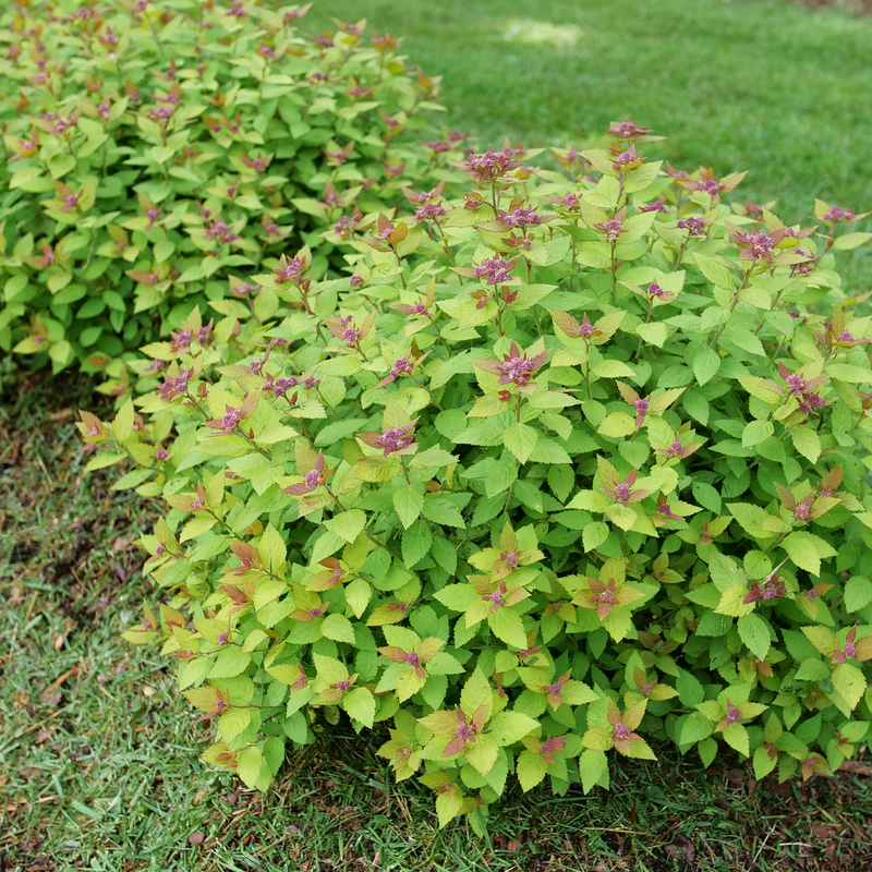 DOUBLE PLAY® DOLLY™ Spirea - Image 3