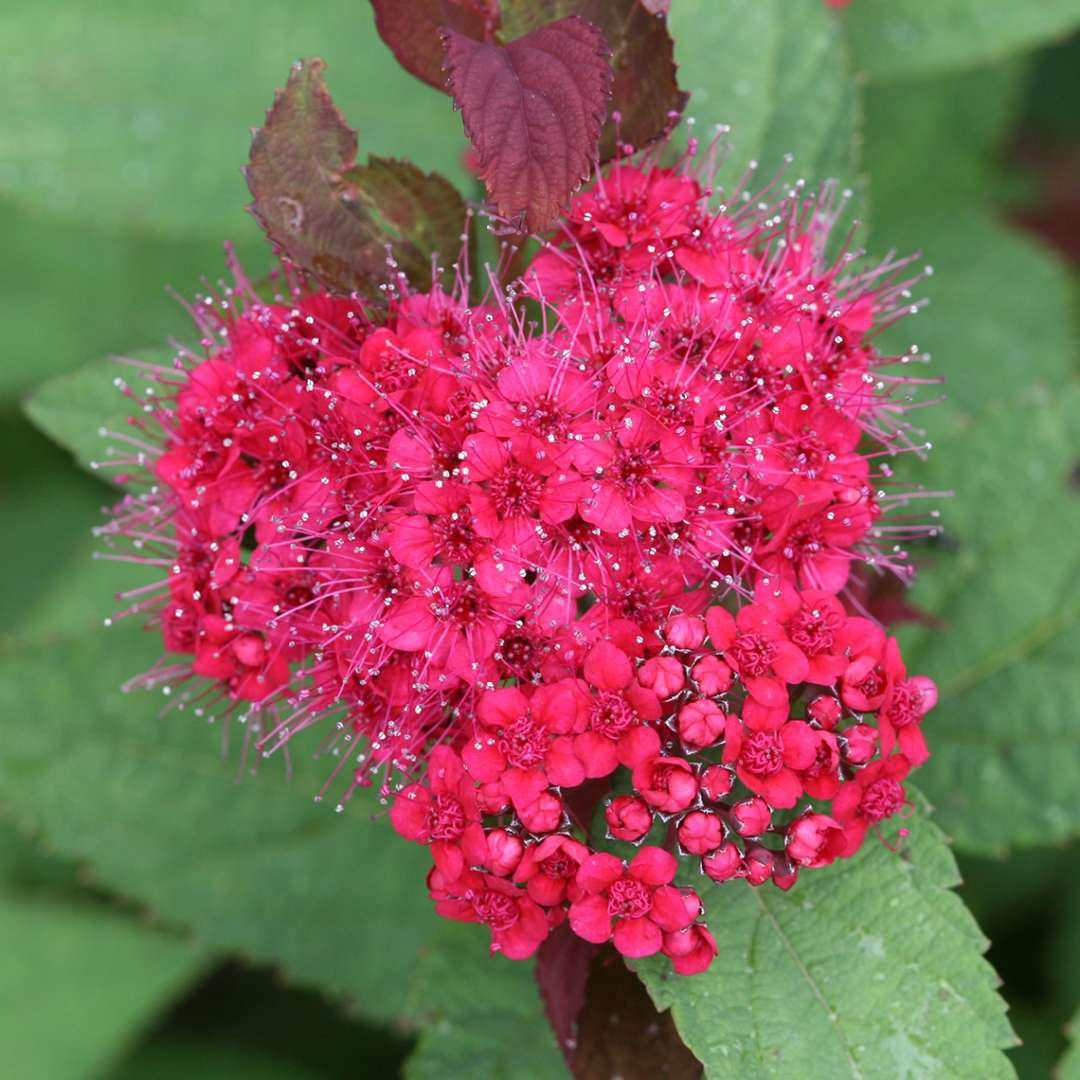 Spiraea DOUBLE PLAY DOOZIE® - Image 3