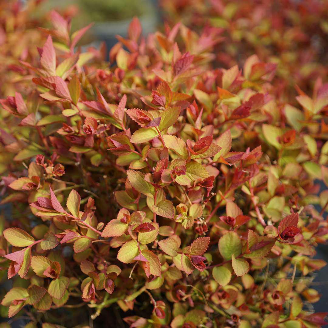 Spiraea DOUBLE PLAY DOOZIE® - Image 4