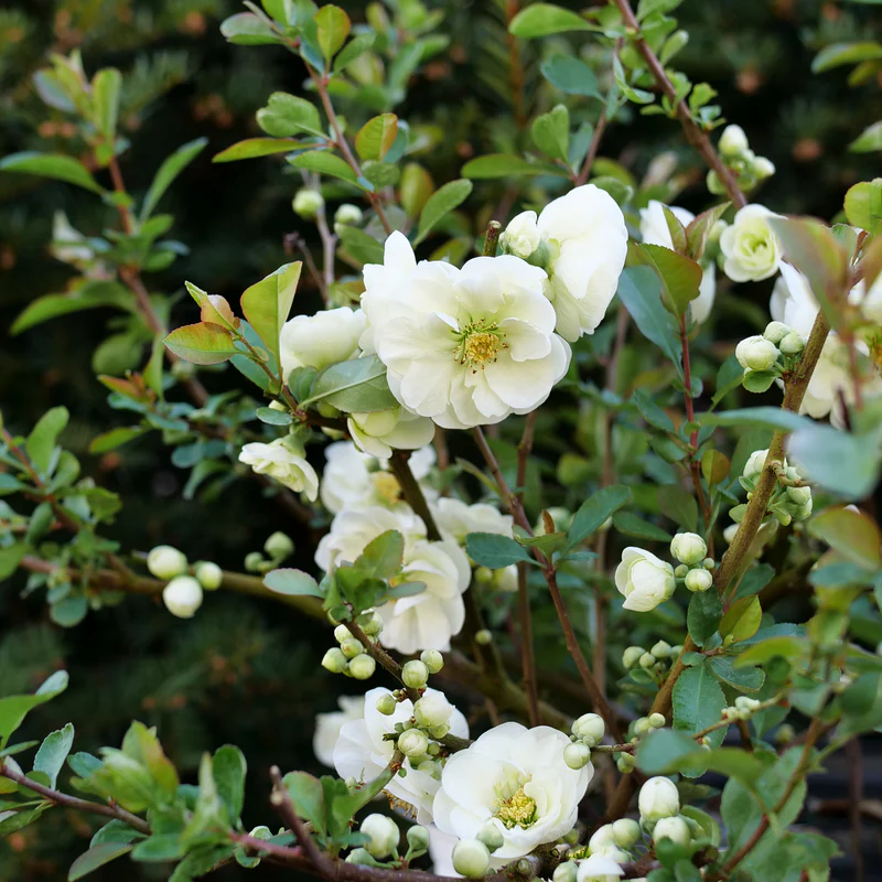 DOUBLE TAKE ETERNAL WHITE™ Quince - Image 3