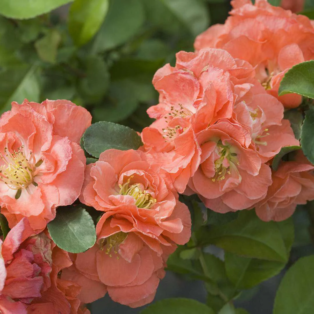 DOUBLE TAKE® Peach Quince