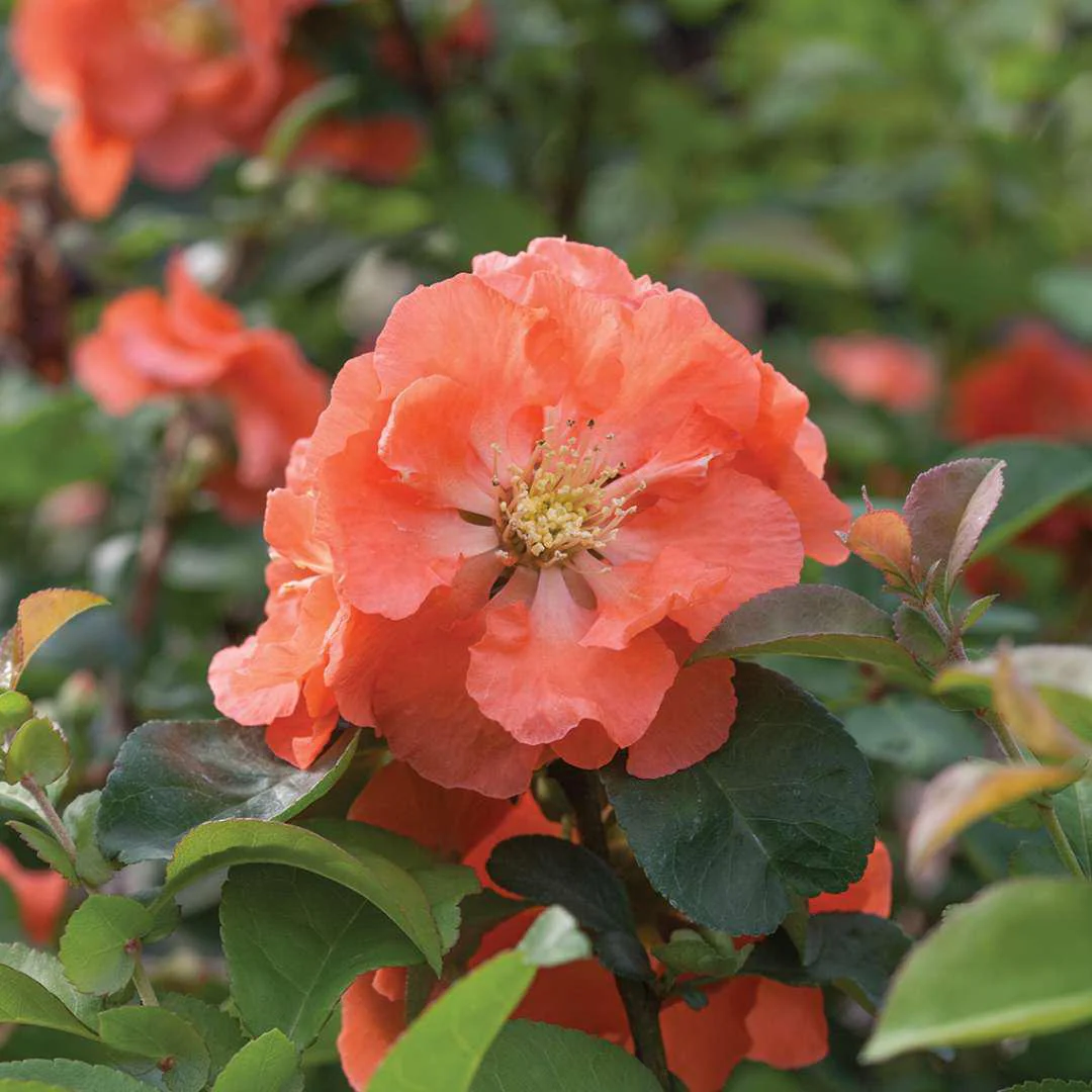 DOUBLE TAKE® Peach Quince - Image 2