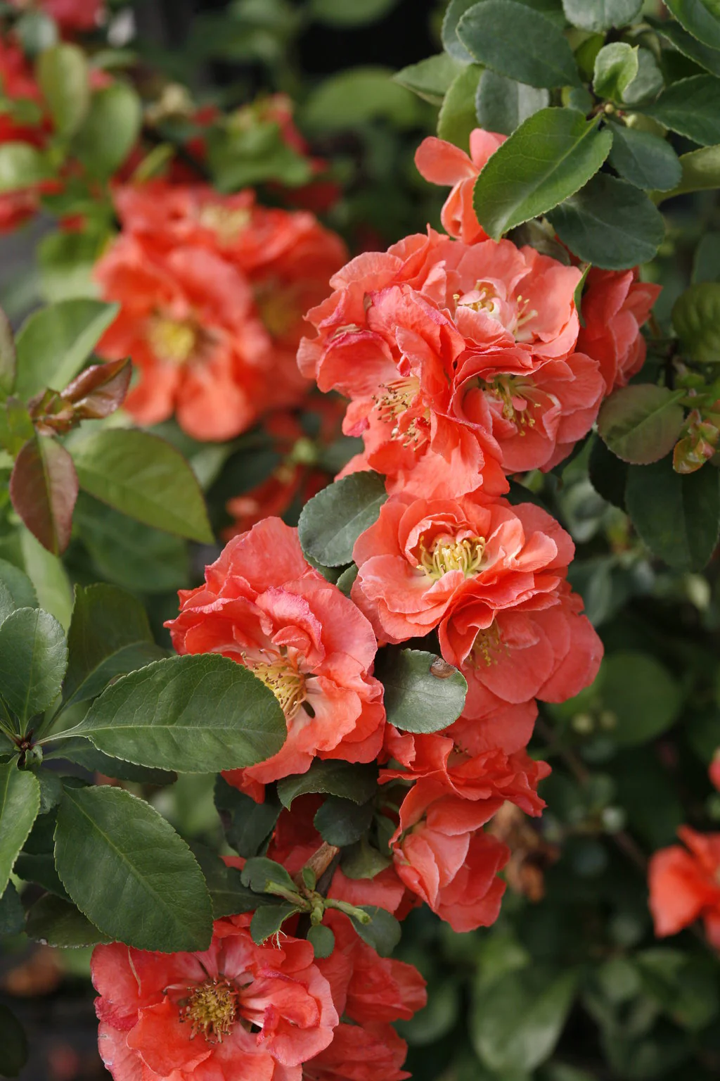 DOUBLE TAKE® Peach Quince - Image 3