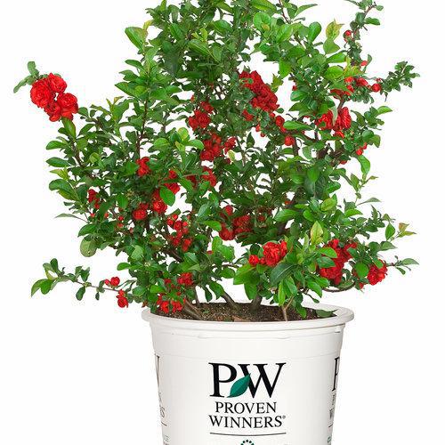 Double Take Scarlet® Quince - Image 3