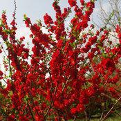 Double Take Scarlet® Quince - Image 4