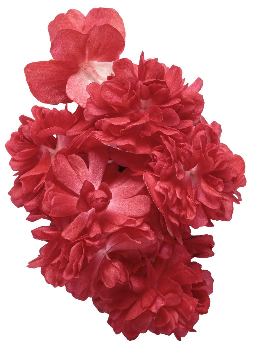 Double Up™ Red Begonia | Proven Winners® - Image 2