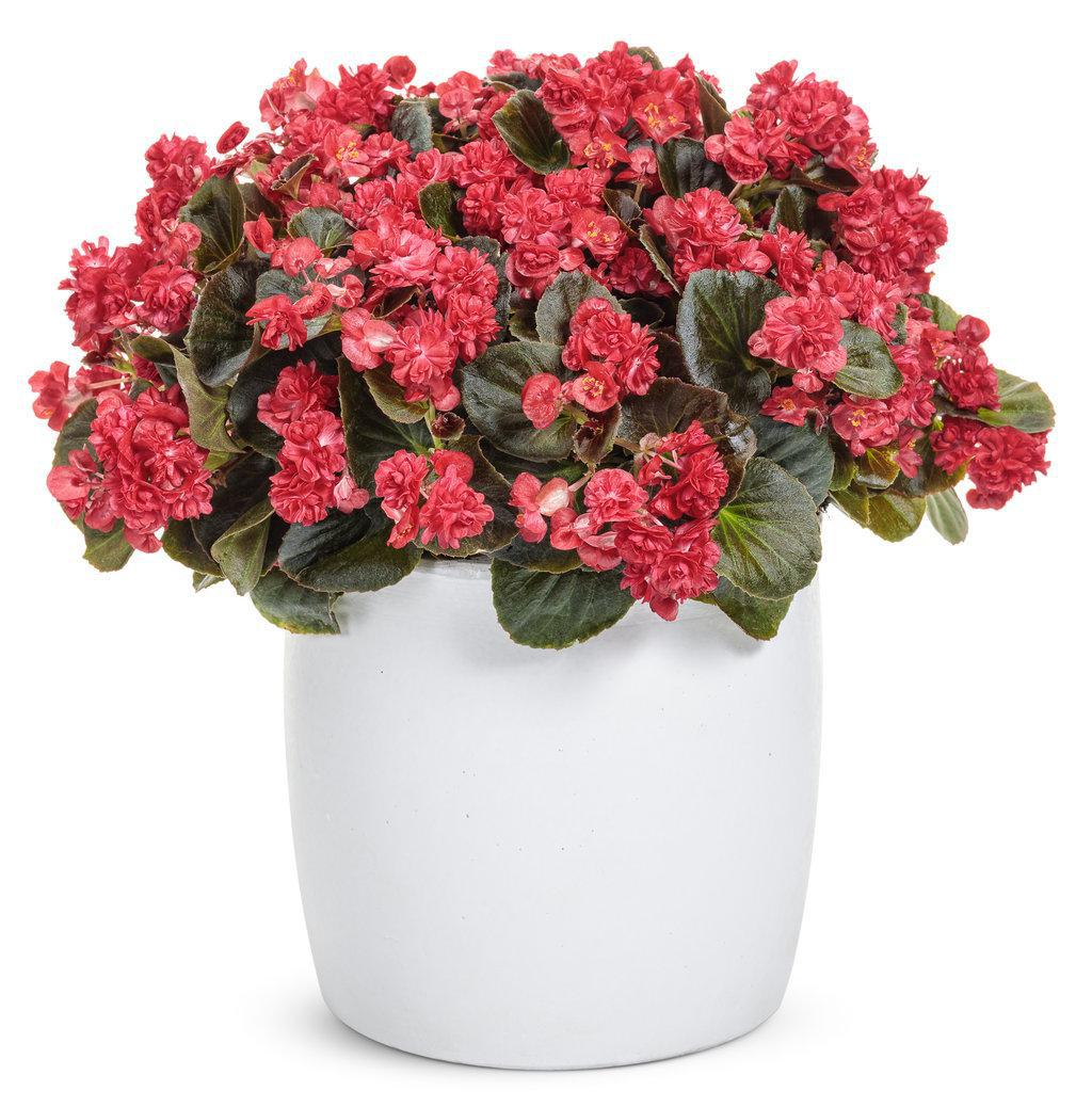Double Up™ Red Begonia | Proven Winners® - Image 3