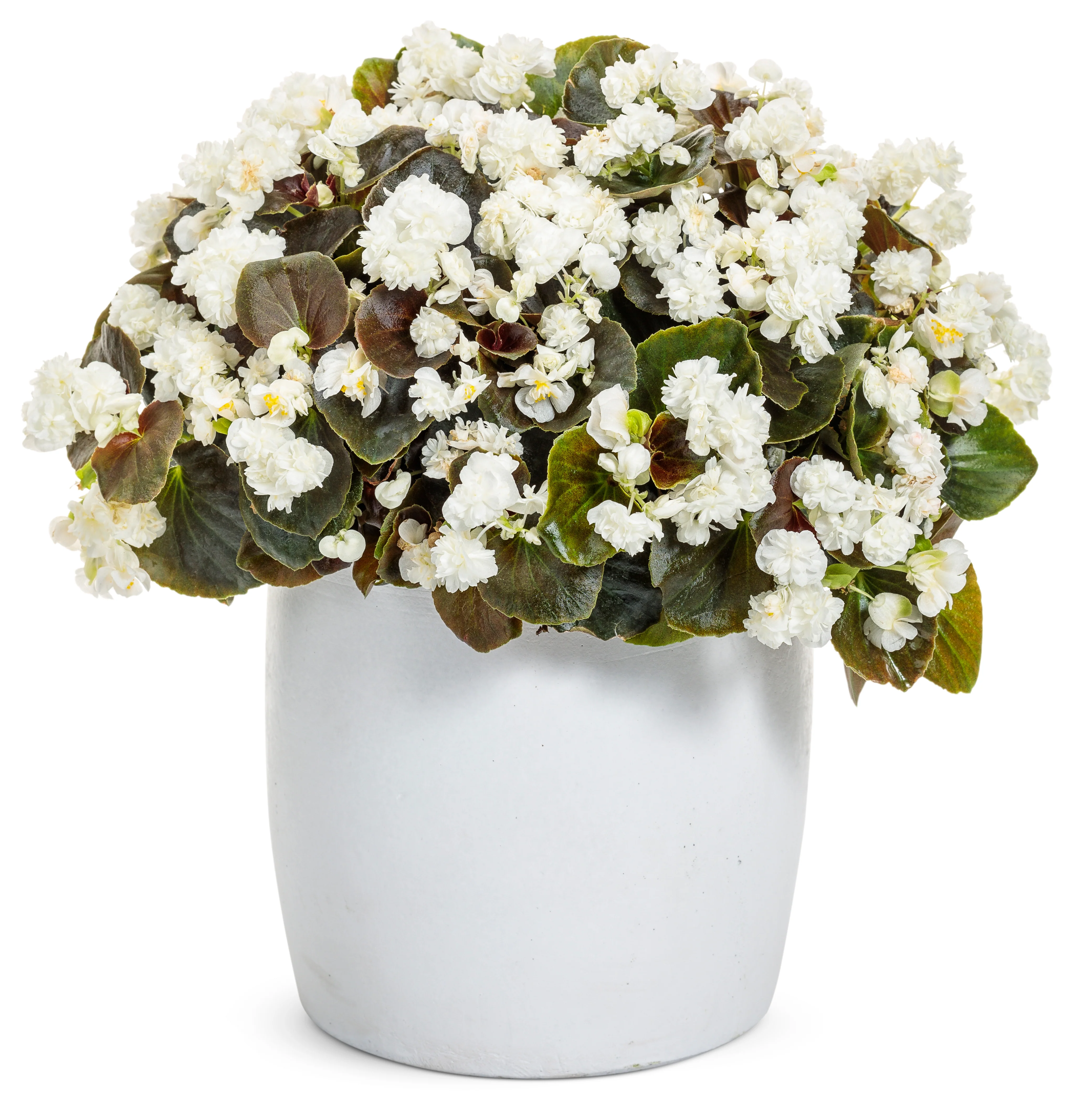 Double Up™ White Begonia | Proven Winners® - Image 2