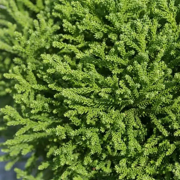 Dragon Prince™ Cryptomeria