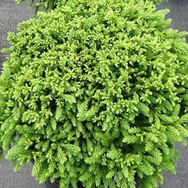 Dragon Prince™ Cryptomeria - Image 2