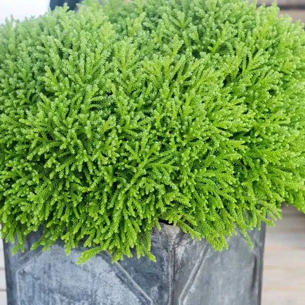 Dragon Prince™ Cryptomeria - Image 3