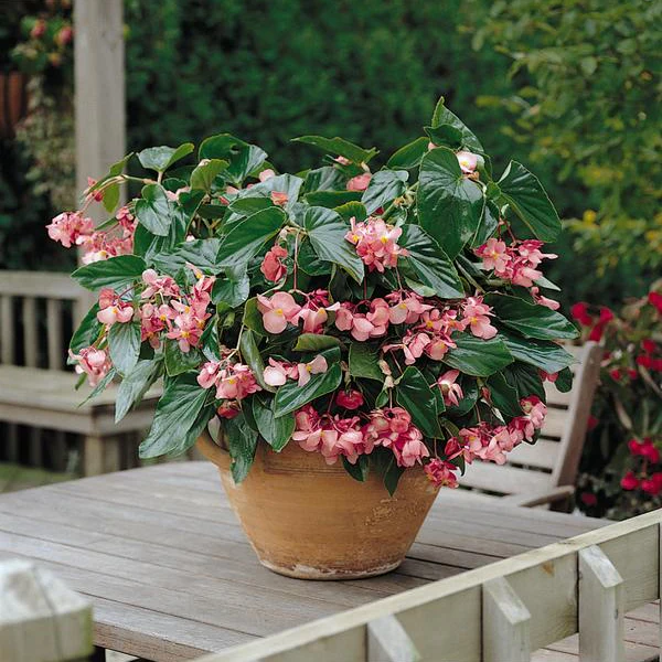 Dragon Wing® Pink Begonia | Creekside Champions™ - Image 3