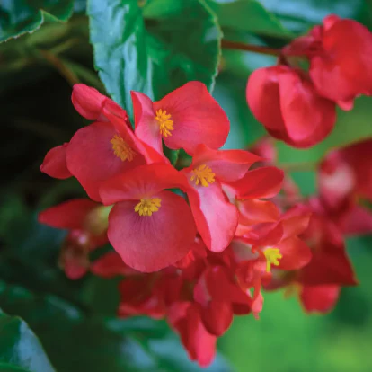 Dragon Wing® Red Begonia | Creekside Champions™ - Image 3