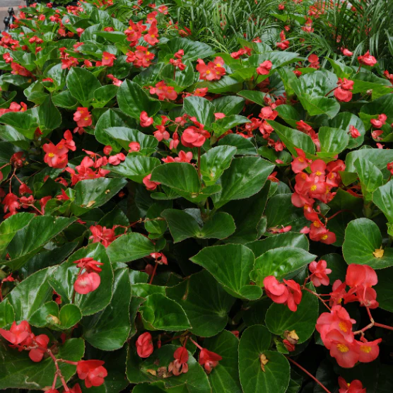 Dragon Wing® Red Begonia | Creekside Champions™ - Image 4