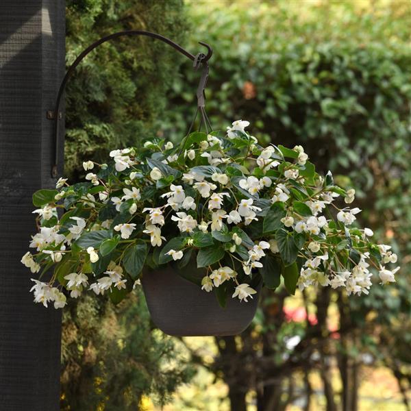 Dragon Wing® White Begonia | Creekside Champions™ - Image 3
