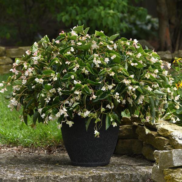 Dragon Wing® White Begonia | Creekside Champions™ - Image 4