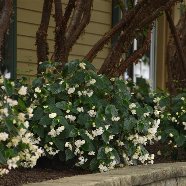 Dragon Wing® White Begonia | Creekside Champions™ - Image 5
