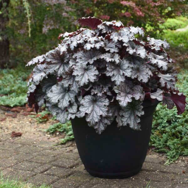 DRESSED UP® Heuchera 'Prom Dress' | Proven Winners®