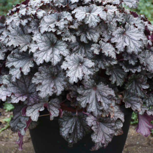 DRESSED UP® Heuchera 'Prom Dress' | Proven Winners® - Image 2