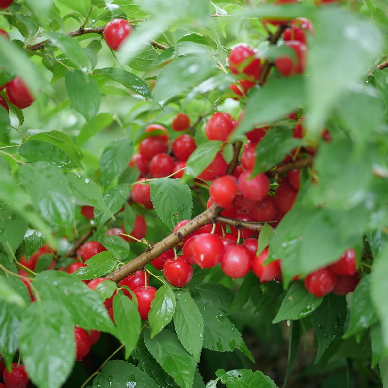 EASY AS PIE™ Bush Cherry | Proven Winners®