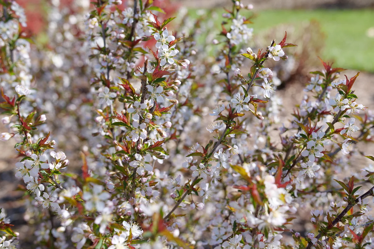 EASY AS PIE™ Bush Cherry | Proven Winners® - Image 2