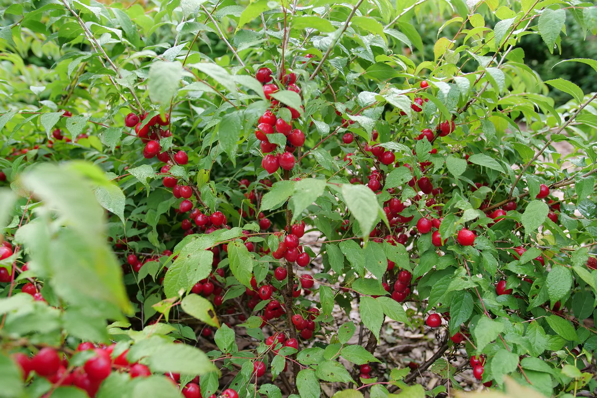 EASY AS PIE™ Bush Cherry | Proven Winners® - Image 3