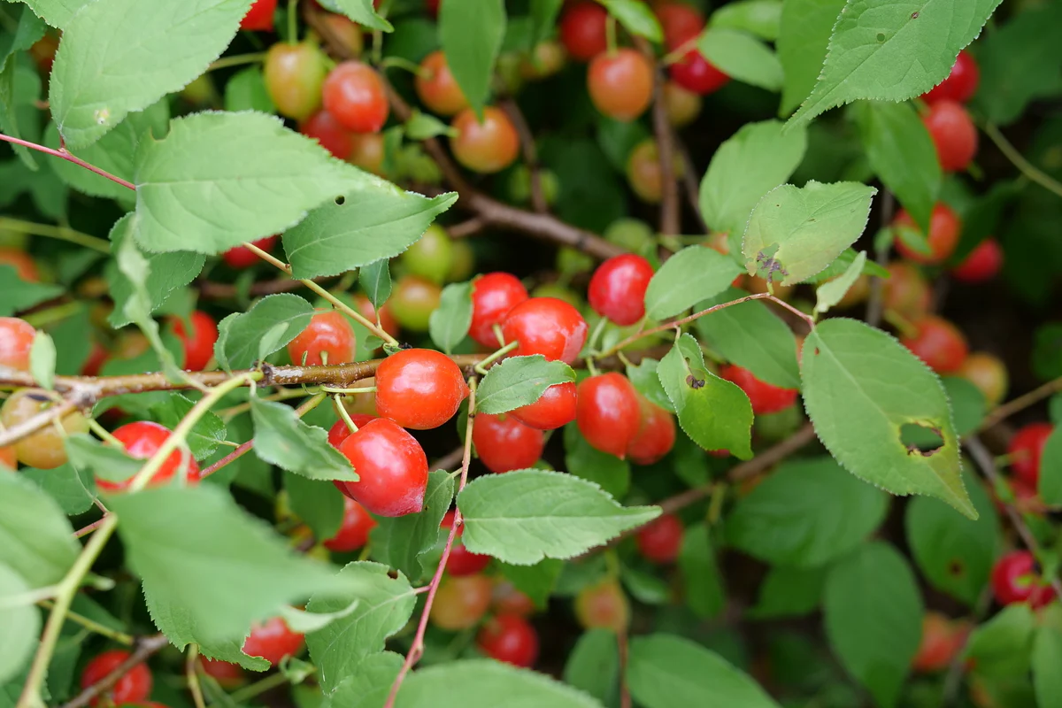 EASY AS PIE™ Bush Cherry | Proven Winners® - Image 4