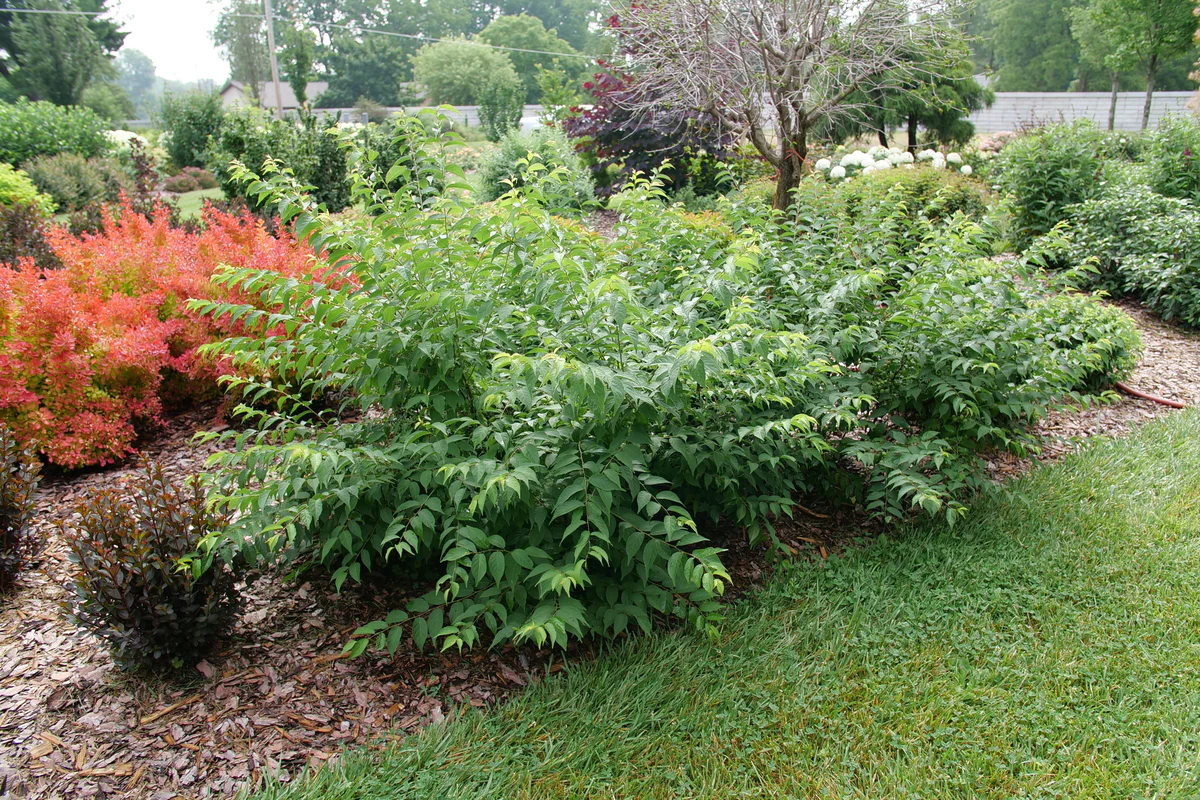 EASY AS PIE™ Bush Cherry | Proven Winners® - Image 5