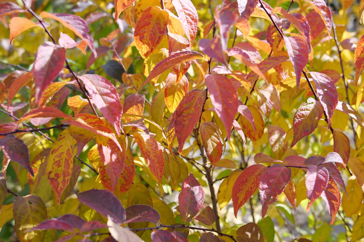 EASY AS PIE™ Bush Cherry | Proven Winners® - Image 6