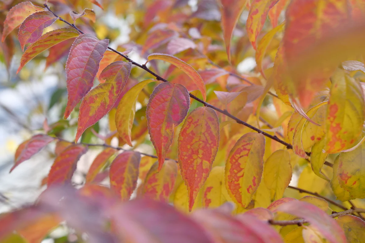 EASY AS PIE™ Bush Cherry | Proven Winners® - Image 7