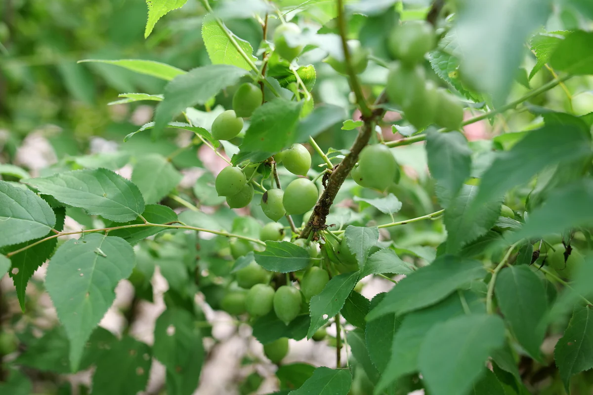 EASY AS PIE™ Bush Cherry | Proven Winners® - Image 8