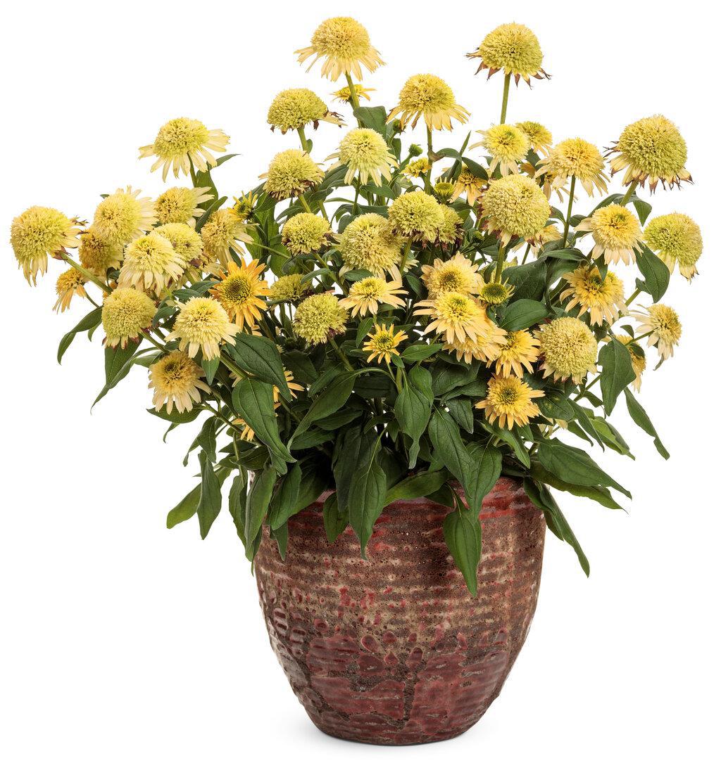 Echinacea 'Butter Pecan' | Proven Winners® - Image 3