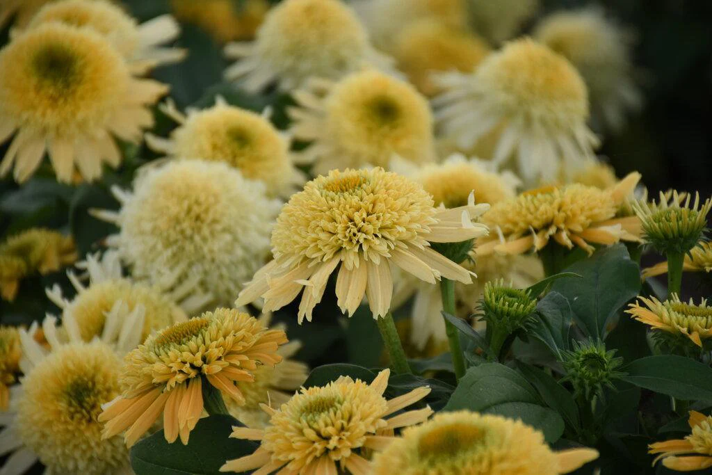 Echinacea 'Butter Pecan' | Proven Winners® - Image 4