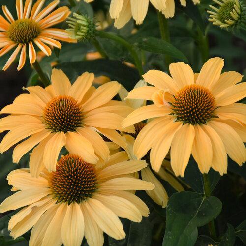 Color Coded® 'One in a Melon' Coneflower Echinacea | Proven Winners®
