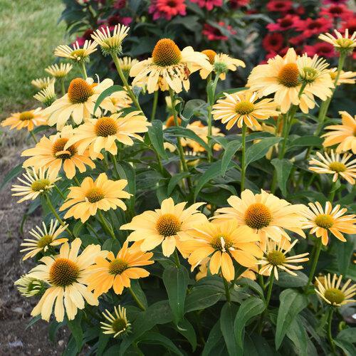 Color Coded® 'One in a Melon' Coneflower Echinacea | Proven Winners® - Image 2