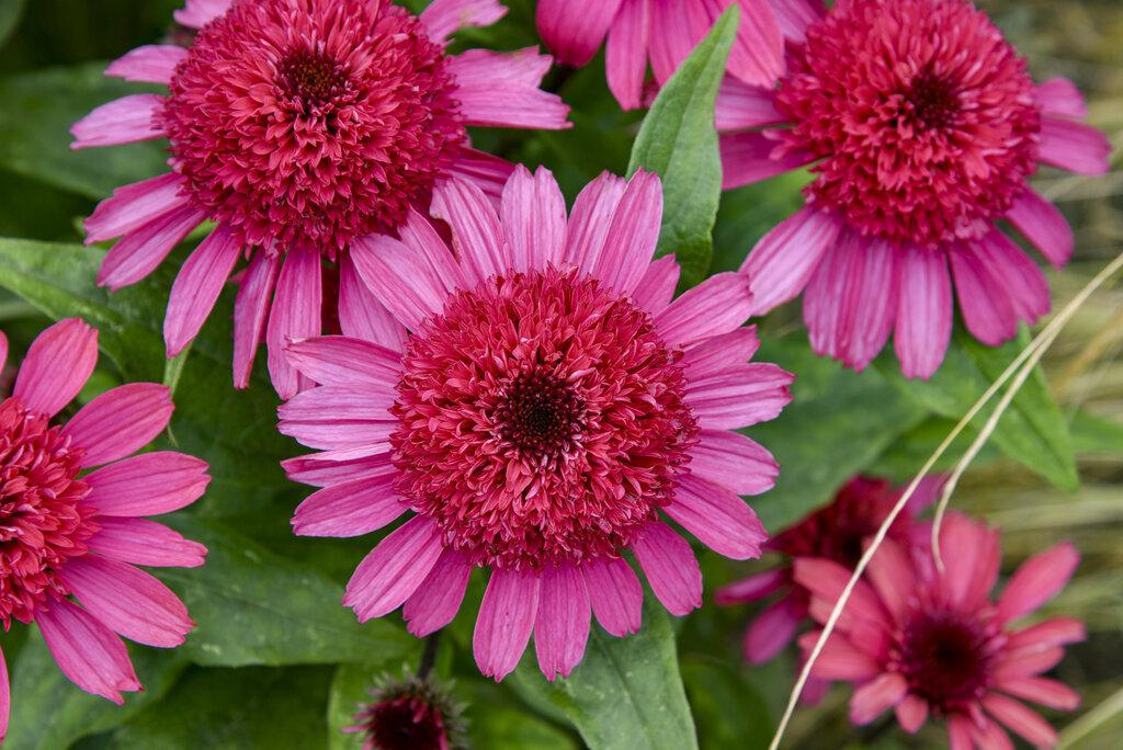 Echinacea 'Raspberry Beret' | Proven Winners® - Image 3