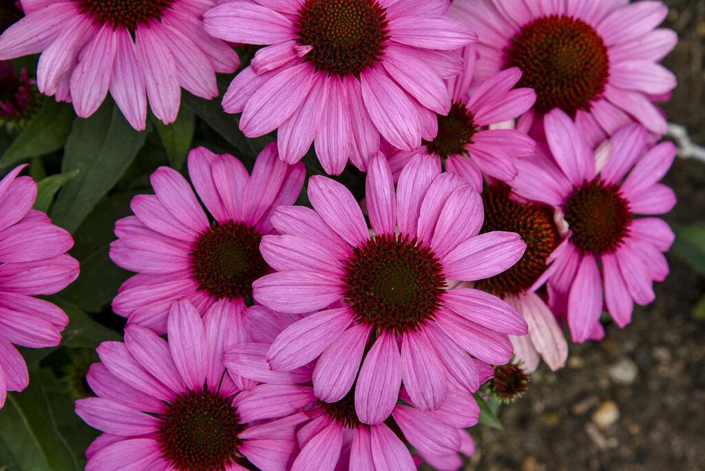 Color Coded® 'The Fuchsia Is Bright' Coneflower Echinacea | Proven Winners® - Image 3