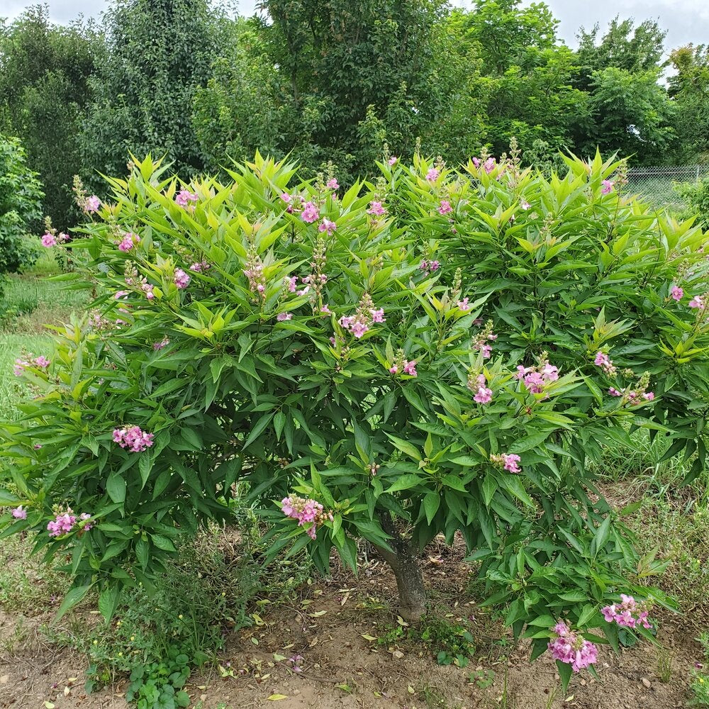EL NIÑO™ Desert Orchid | Proven Winners® - Image 2