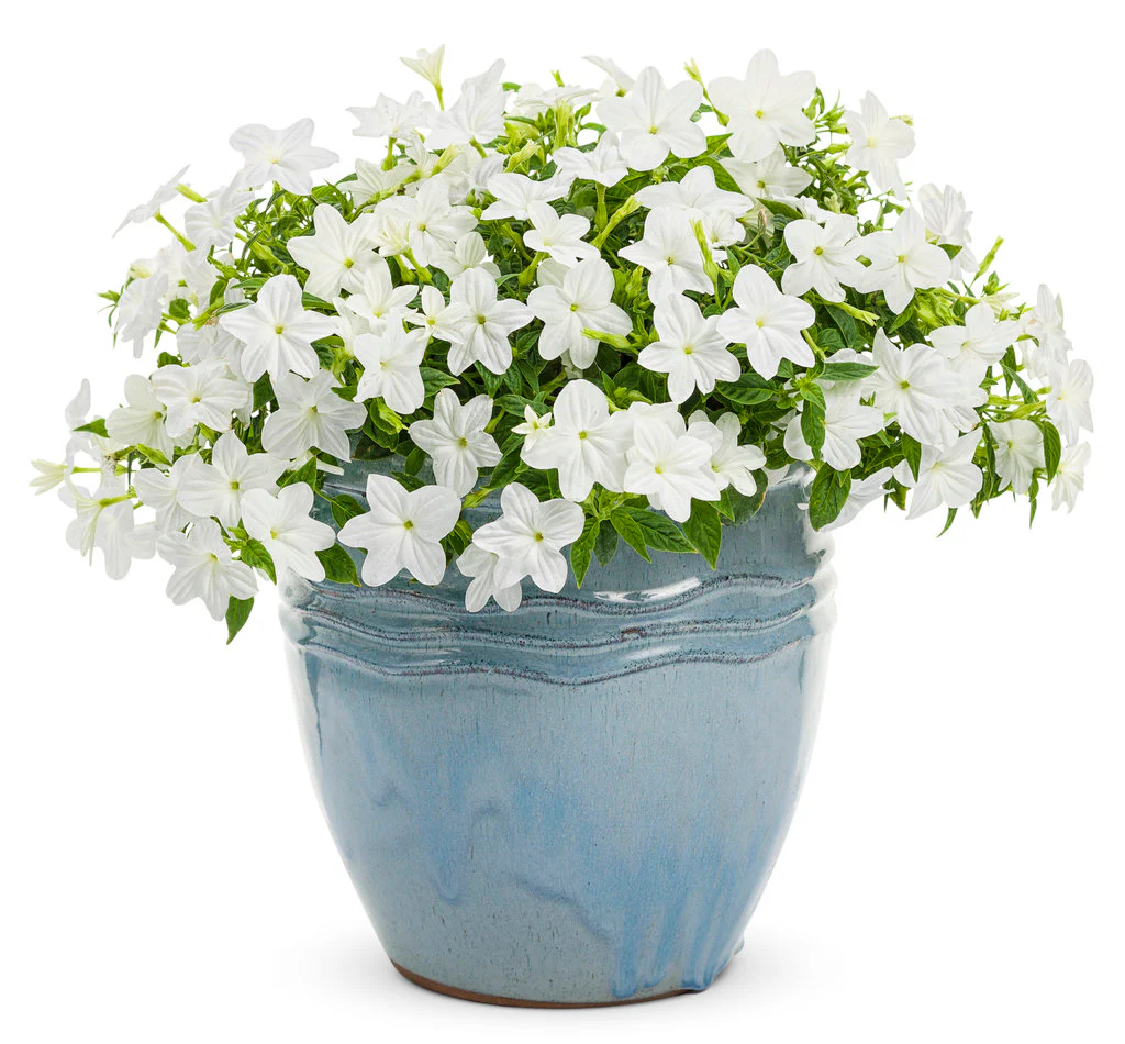 Endless™ Flirtation Browallia | Proven Winners - Image 2