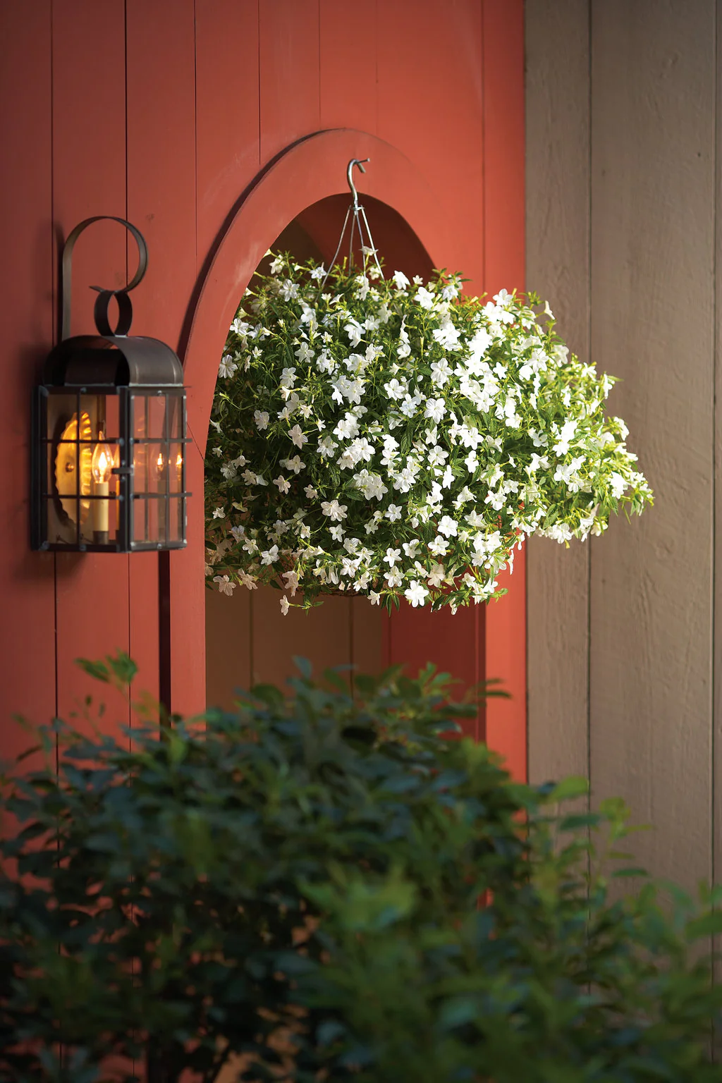 Endless™ Flirtation Browallia | Proven Winners - Image 4