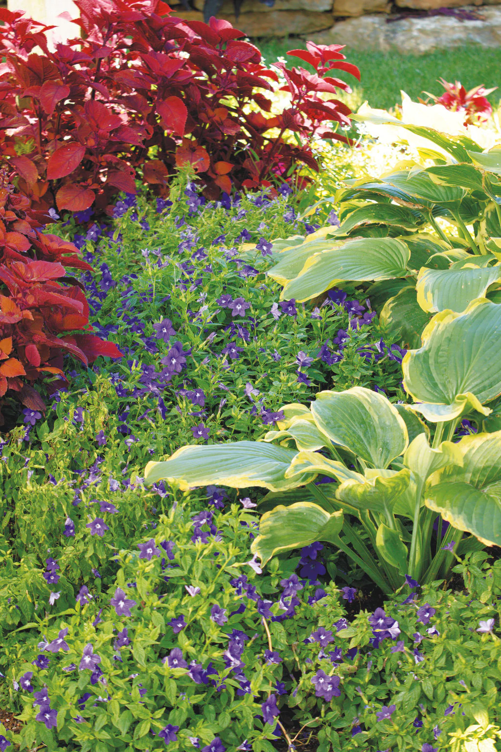 Endless™ Illumination Browallia | Proven Winners - Image 3